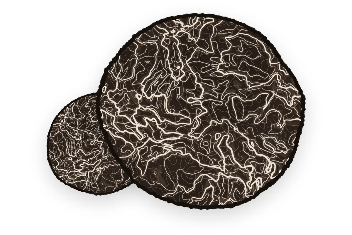 Illustrazione a due toni di due fette di tartufo nero con le venature chiare